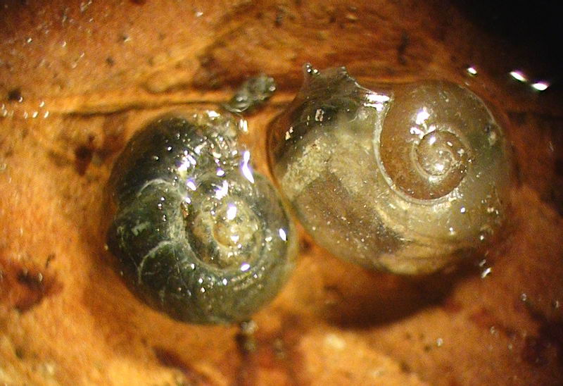 Oligolimax cf. annularis